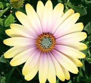 Limon pembe bodrum papatyası fidesi ithal osteospermum erato lemon pink