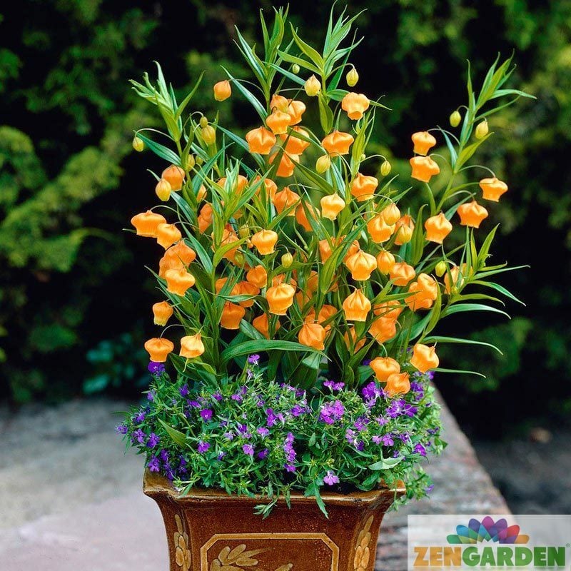 Sandersonia aurantiaca soğanı yumrusu