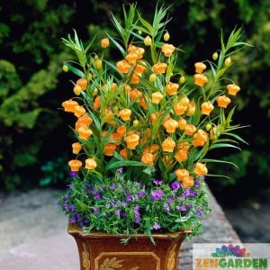 Sandersonia aurantiaca soğanı yumrusu