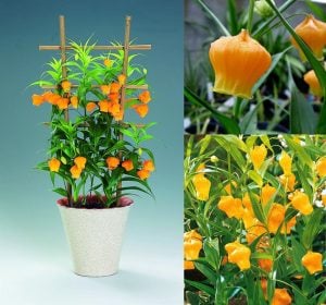 Sandersonia aurantiaca soğanı yumrusu