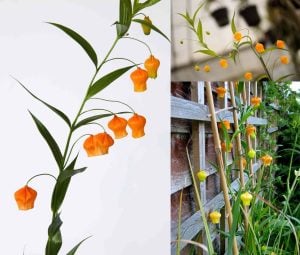 Sandersonia aurantiaca soğanı yumrusu