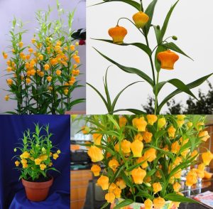 Sandersonia aurantiaca soğanı yumrusu