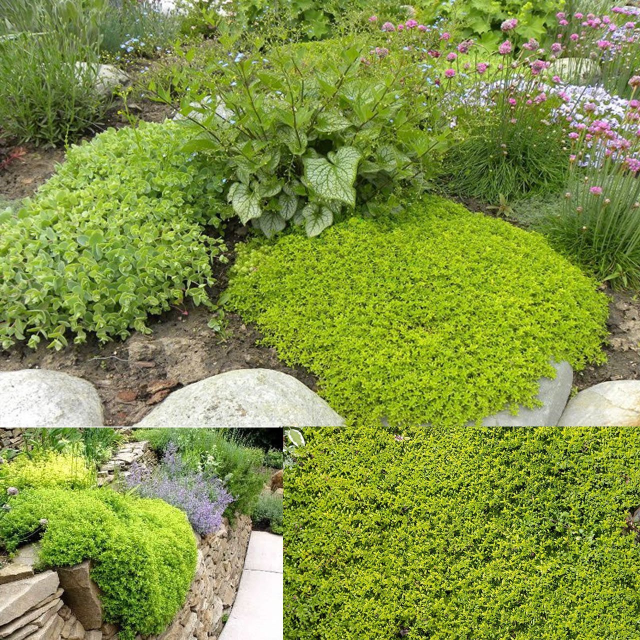 Yayılıcı yer örtücü altın kekik Goldy thyme