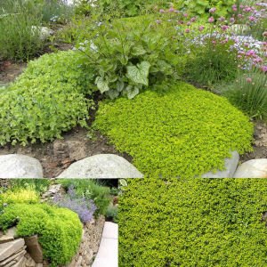 Yayılıcı yer örtücü altın kekik Goldy thyme