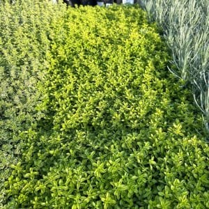 Yayılıcı yer örtücü altın kekik Goldy thyme
