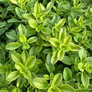 Yayılıcı yer örtücü altın kekik Goldy thyme