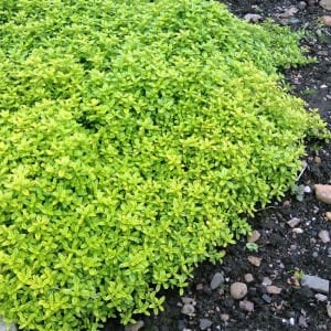 Yayılıcı yer örtücü altın kekik Goldy thyme