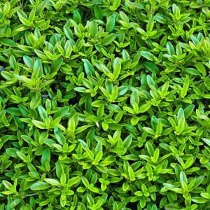 Yayılıcı yer örtücü altın kekik Goldy thyme