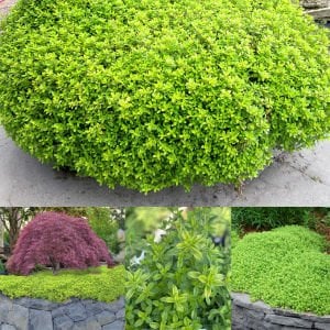 Yayılıcı yer örtücü altın kekik Goldy thyme