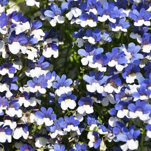 Mavi beyaz nemezya çiçeği fidesi nemesia mareto blue white