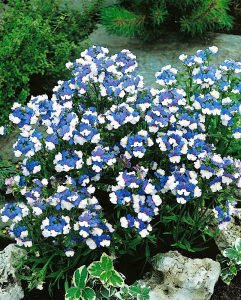 Mavi beyaz nemezya çiçeği fidesi nemesia mareto blue white