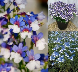 Mavi beyaz nemezya çiçeği fidesi nemesia mareto blue white