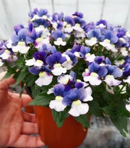 Mavi beyaz nemezya çiçeği fidesi nemesia mareto blue white