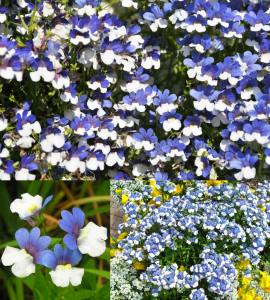Mavi beyaz nemezya çiçeği fidesi nemesia mareto blue white