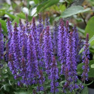 Mavi salvia nemorosa fidesi süs adaçayı blue queen