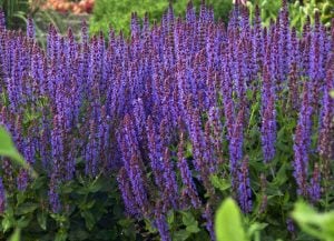 Mavi salvia nemorosa fidesi süs adaçayı blue queen