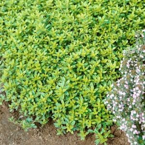 Yayılıcı yer örtücü altın kekik Goldy thyme
