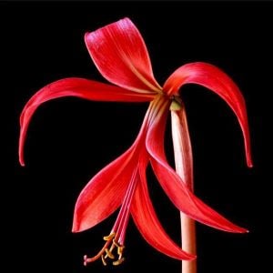 Sprekelia formosissima soğanı
