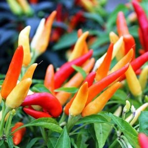 Tabasco acı biber tohumu