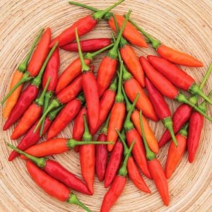 Tabasco acı biber tohumu
