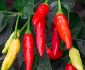 Tabasco acı biber tohumu