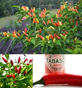 Tabasco acı biber tohumu