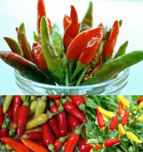 Tabasco acı biber tohumu