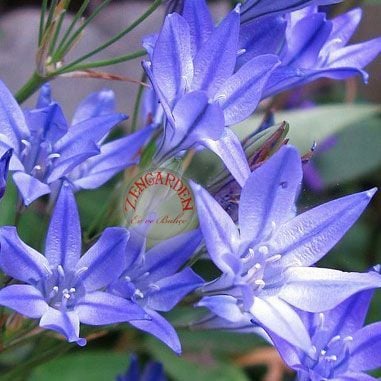 Triteleia corrina soğanı mavi çiçekli