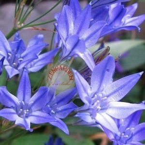 Triteleia corrina soğanı mavi çiçekli