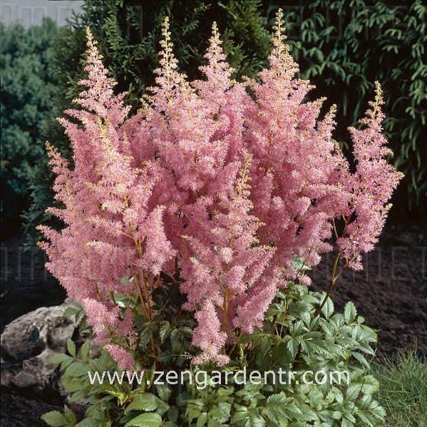 Pembe astilbe çiçeği yalancı keçisakalı rizomu kökü