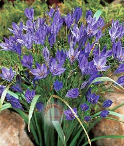 Triteleia corrina soğanı mavi çiçekli