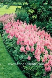 Pembe astilbe çiçeği yalancı keçisakalı rizomu kökü