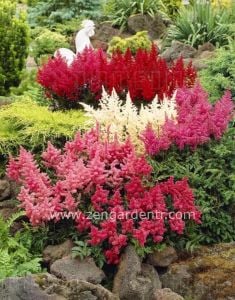 Pembe astilbe çiçeği yalancı keçisakalı rizomu kökü
