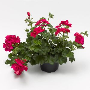 Parlak mercan sakız sardunya fidesi temprano hot coral pelargonium