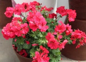 Parlak mercan sakız sardunya fidesi temprano hot coral pelargonium