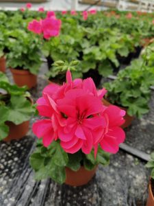 Parlak mercan sakız sardunya fidesi temprano hot coral pelargonium