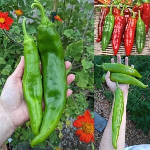 Big jim biber tohumu orta acı
