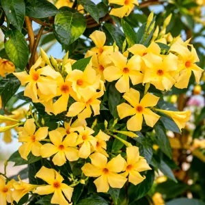 Sundaville Classic Gold Mandevilla Fidesi