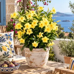 Sundaville Classic Gold Mandevilla Fidesi