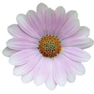 Bebek pembe bodrum papatyası fidesi ithal osteospermum erato soft pink