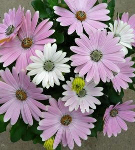 Bebek pembe bodrum papatyası fidesi ithal osteospermum erato soft pink