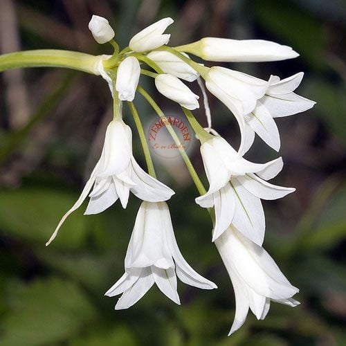 Triteleia hyancinthina soğanı beyaz çiçekli