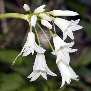 Triteleia hyancinthina soğanı beyaz çiçekli