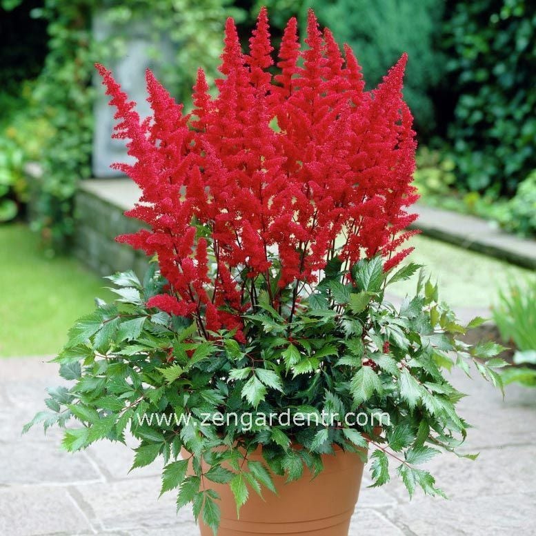 Kırmızı astilbe çiçeği yalancı keçisakalı rizomu kökü
