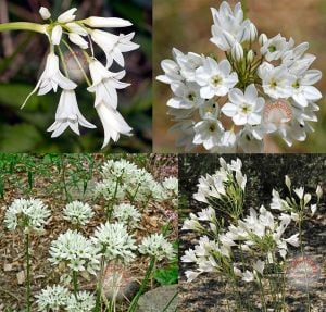 Triteleia hyancinthina soğanı beyaz çiçekli