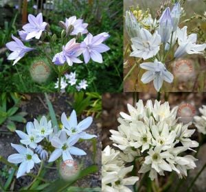 Triteleia hyancinthina soğanı beyaz çiçekli