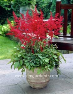 Kırmızı astilbe çiçeği yalancı keçisakalı rizomu kökü