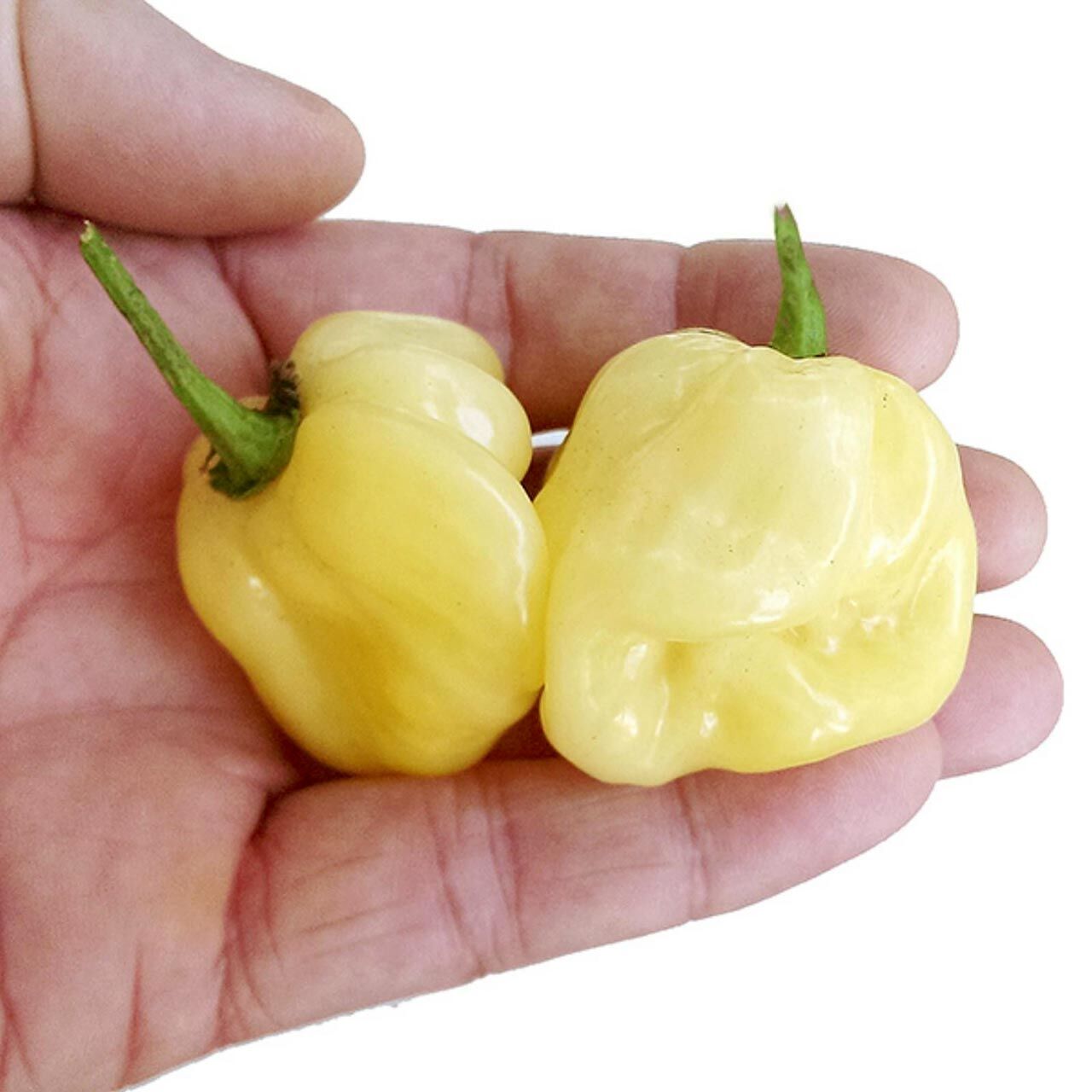Beyaz habanero biber tohumu acı