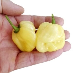 Beyaz habanero biber tohumu acı
