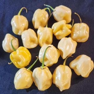 Beyaz habanero biber tohumu acı